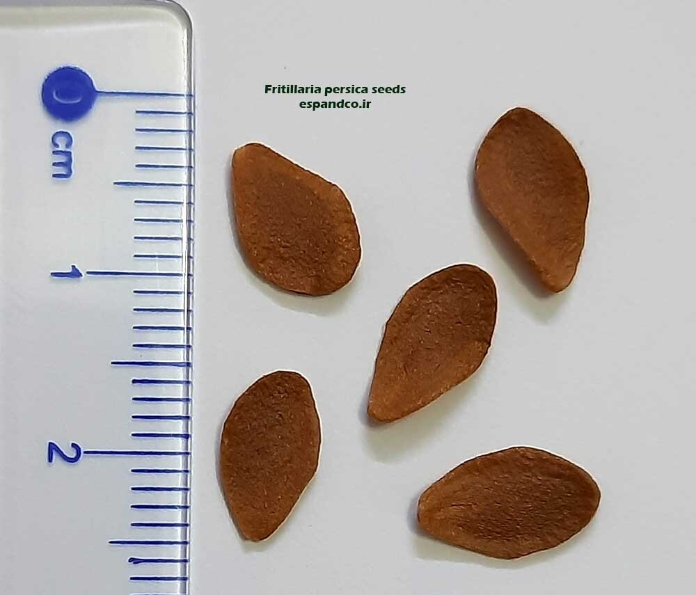  Fritillaria persica seeds 